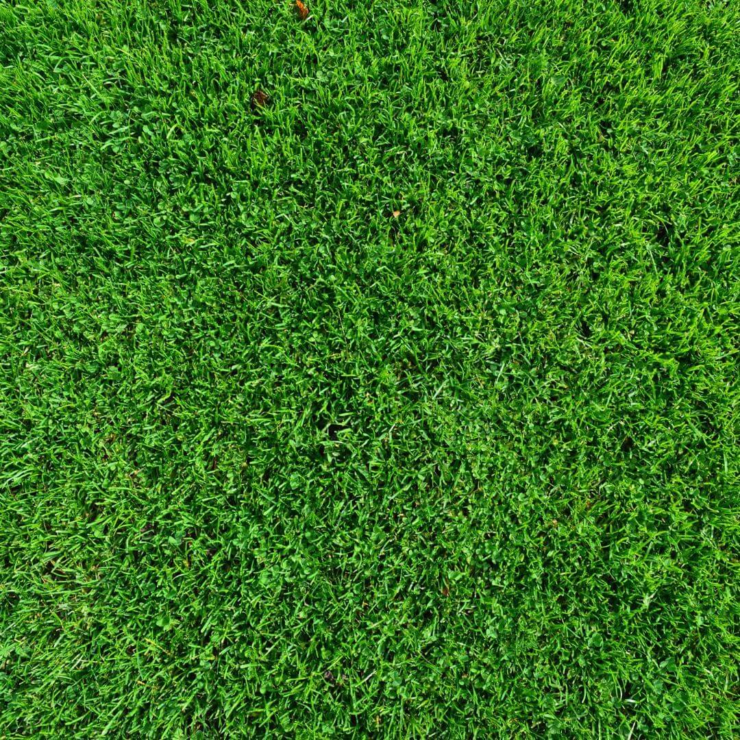 4 Benefits of Installing Artificial Turf This Winter 1 svg+xml;charset=utf