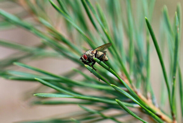 Pest Control Services in Texas
