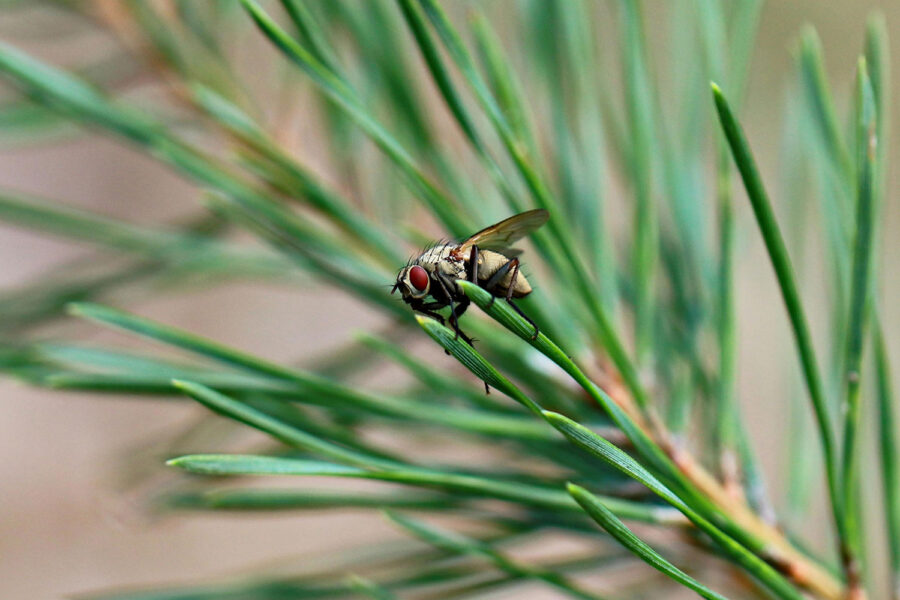Pest Control Services in Texas
