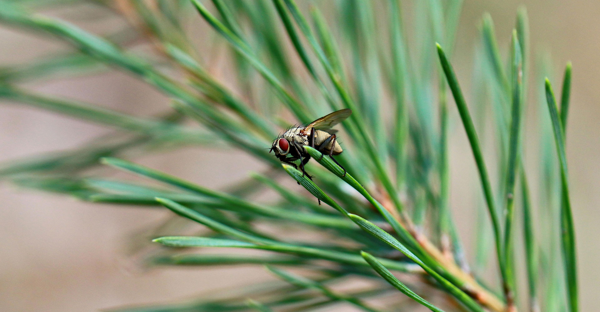 Pest Control Services in Texas